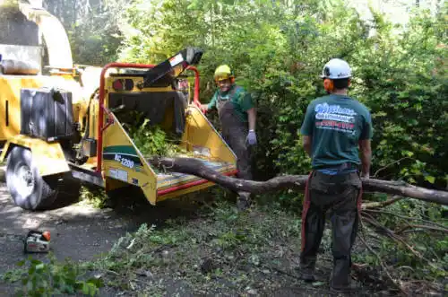 tree services Lake Barrington